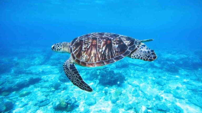 Dia-Mundial-da-Tartaruga-Marinha